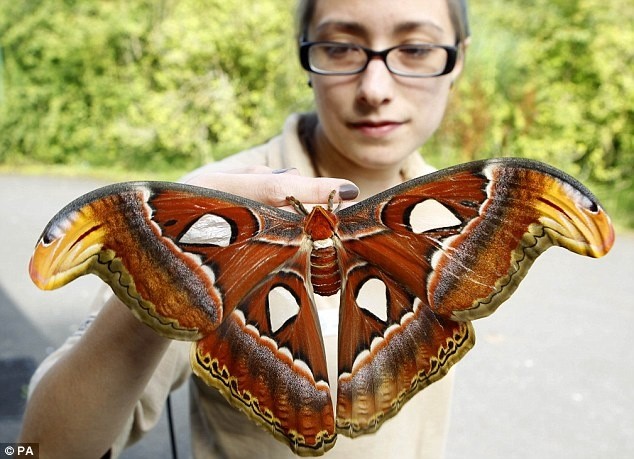 Photo:  Atlas Moth is the largest moth species (wing span of 30cm) in the world. Most commonly found in Southeast Asia